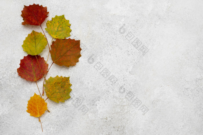 前视图分类秋天叶子高决议照片前视图分类秋天叶子高质量照片