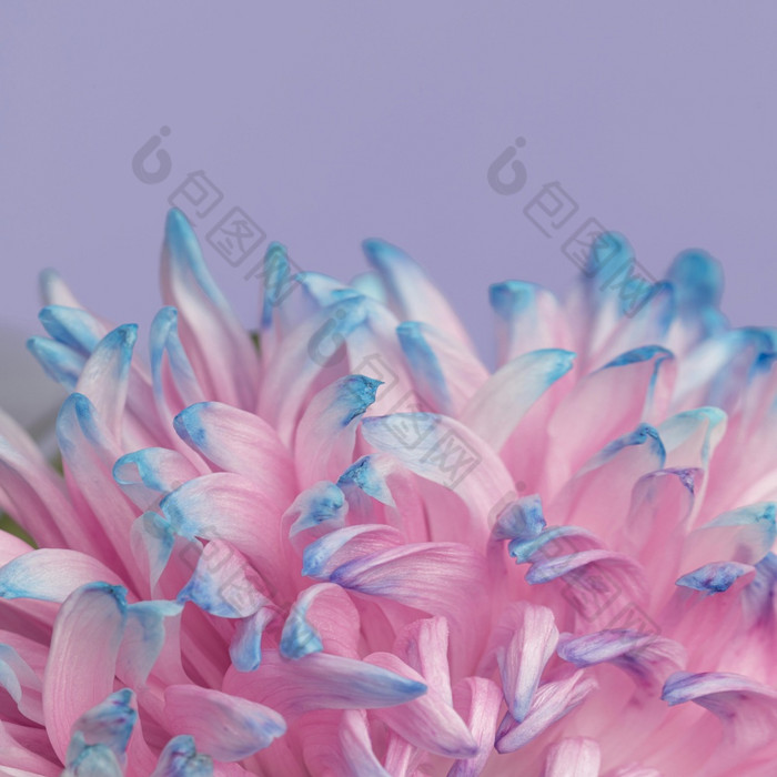 关闭漂亮的粉红色的蓝色的花高决议照片关闭漂亮的粉红色的蓝色的花高质量照片
