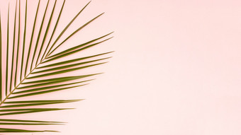 绿色叶子棕榈树与粉红色的复制空间背景高决议照片绿色叶子棕榈树与粉红色的复制空间背景高质量照片