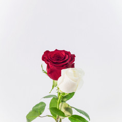 美丽的新鲜的光红色的花朵高决议照片美丽的新鲜的光红色的花朵高质量照片