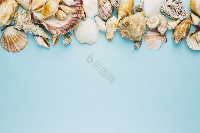 分类贝壳图片