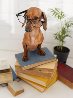 可爱的狗与眼镜坐着书