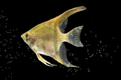 黄色的美丽的搏鱼鱼孤立的黑色的背景泡沫