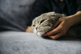 女人抚摸可爱的懒惰的猫