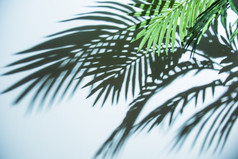 新鲜的热带棕榈叶影子蓝色的背景