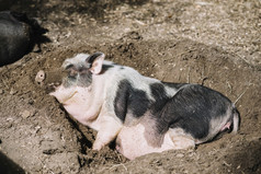 关闭猪睡觉土壤