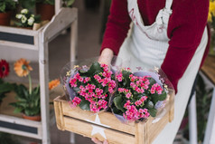 花店持有盒子花