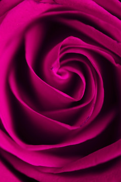 美丽的紫色的玫瑰特写镜头