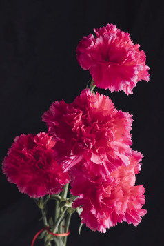 群新鲜的粉红色的花