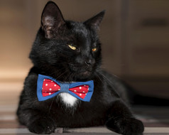 美丽的黑色的猫与弓领带