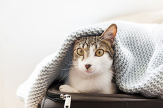 有趣的猫毯子手提箱