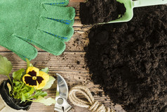 堇型花花植物能园艺工具手套与肥沃的土壤木桌子上