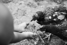 开销视图母鸡喂养粮食从手
