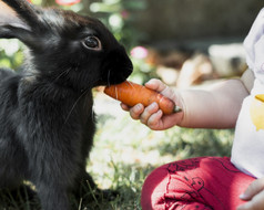 孩子喂养与胡萝卜黑色的毛茸茸的兔子