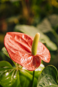 关闭红色的心形状的花安祖花