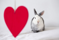 有趣的兔子点缀红色的心