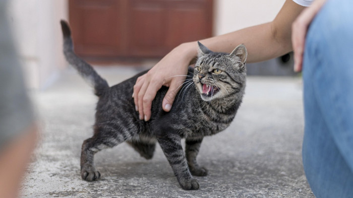 猫被宠物一个人外图片