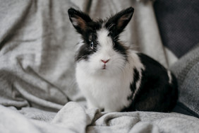 肖像的兔子
