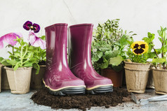 紫色的一对橡胶引导土壤与泥炭盆栽植物