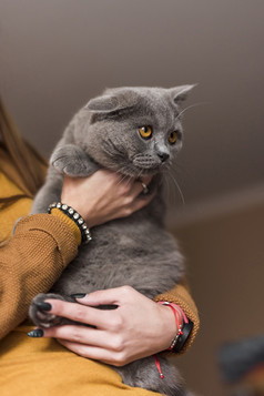 女人携带灰色英国短毛猫猫