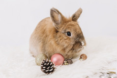 棕色（的）兔子与闪亮的装饰物