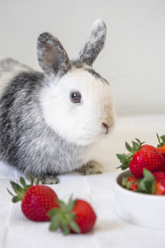 肖像可爱的兔子草莓