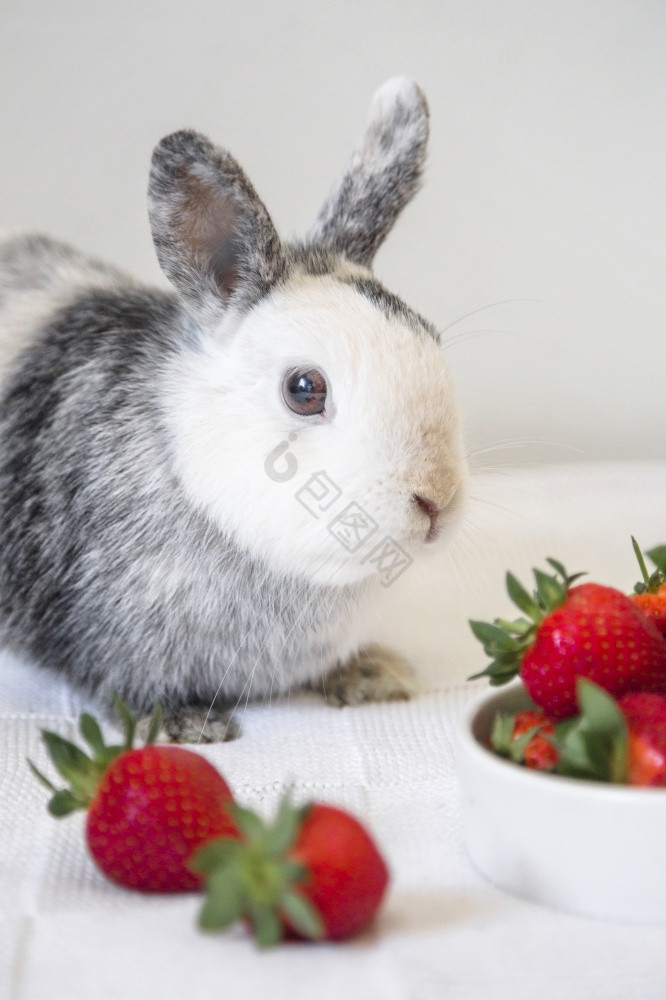 肖像的兔子草莓图片