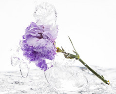 紫色的康乃馨下降成水