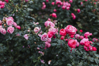 新鲜的粉红色的牡丹花日益增长的花园