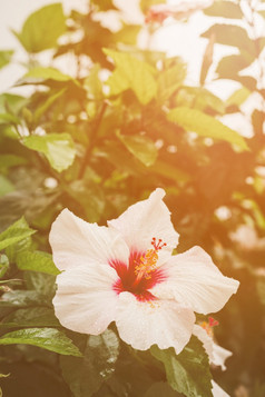 关闭芙蓉花植物