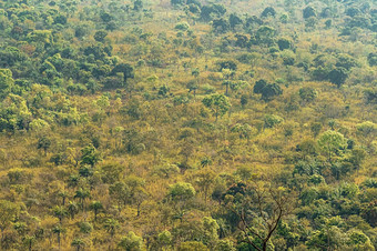 非洲自然风景与植被树