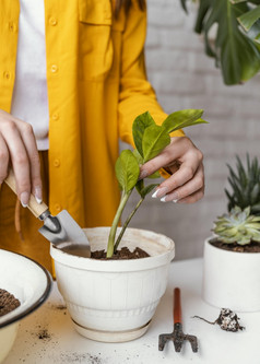 女人采取哪她的植物她的首页花园