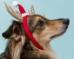 前面视图可爱的狗与圣诞节概念