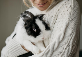 女人爱抚的兔子