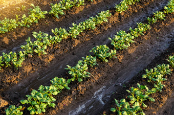 新鲜浇水土豆植物表面灌溉作物种植园欧洲农业农学湿润农业和农业综合企业日益增长的蔬菜在户外开放地面场