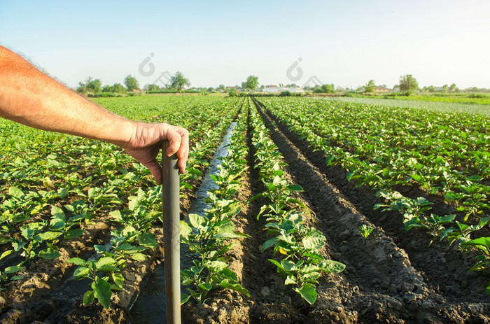 农民持有他的手铲背景茄子种植园场检查的结果硬物理劳动农业和农田日益增长的食物为出售家庭农场