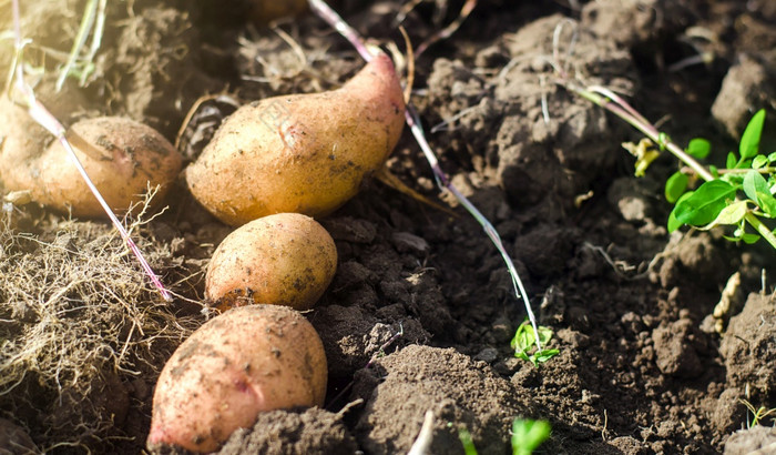 新鲜挖土豆谎言宽松的土壤收获园艺和农业新鲜的有机蔬菜生态农业食物产品农业生产农业综合企业收获运动