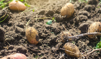 许多土豆块茎谎言的宽松的土壤后的收获过程园艺和农业新鲜的有机蔬菜生态农业食物产品农业农场生产