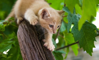 姜小猫偷偷猎物树活泼的基蒂爬树好玩的猫猎人小猫探索新世界为他高兴的是和情绪快乐姜小猫偷偷猎物树活泼的基蒂爬树好玩的猫猎人小猫探索新世界为他