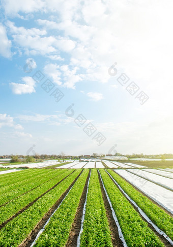绿色农场土豆字段阳光明媚的早....一天农业行业日益增长的土豆蔬菜agroindustry和农业综合企业有机农业产品欧洲美丽的农村景观