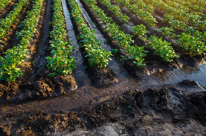 种植园水流控制水流通过运河欧洲农业农业农学agroindustry和农业综合企业日益增长的蔬菜和食物表面灌溉作物