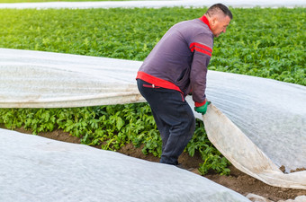 男人。删除agrofibre从土豆植物温室效果为保护agroindustry农业日益增长的作物冷早期季节作物保护从低温度和风