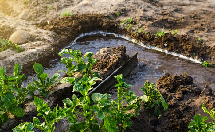 沟灌溉土豆种植园过渡更多的非常高效。灌溉技术储蓄水资源农业行业农业农学和园艺重浇水