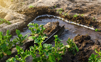 沟灌溉土豆种植园过渡更多的非常<strong>高效</strong>。灌溉技术储蓄水资源农业行业农业农学和园艺重浇水