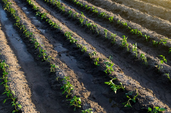 行胡椒幼苗后浇水日益增长的蔬菜在户外开放地面agroindustry植物哪和培养农业农业景观农场场