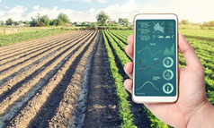 电话与infographics的背景农场场种植园过程作物成熟水分和土壤营养创新技术的agroindustry和食物生产