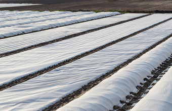 农场场覆盖与白色纺粘膜保护年轻的土豆灌木从低温度和不稳定天气得到早期收获土豆为出售和出口高价格