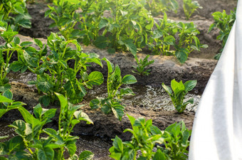 土豆灌木<strong>浇水</strong>的场和保护纤维集从<strong>浇水</strong>和哪作物覆盖的场与白色布保护从温度变化和冷风早期春天