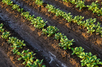 新鲜浇水土豆植物表面灌溉作物种植园农业和农业综合企业日益增长的蔬菜在户外开放地面场农学<strong>湿润</strong>欧洲农业