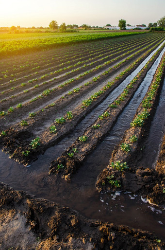 浇水的土豆种植园水流之间的行土豆植物欧洲农业农学<strong>湿润</strong>农业和农业综合企业晚上农村表面灌溉作物